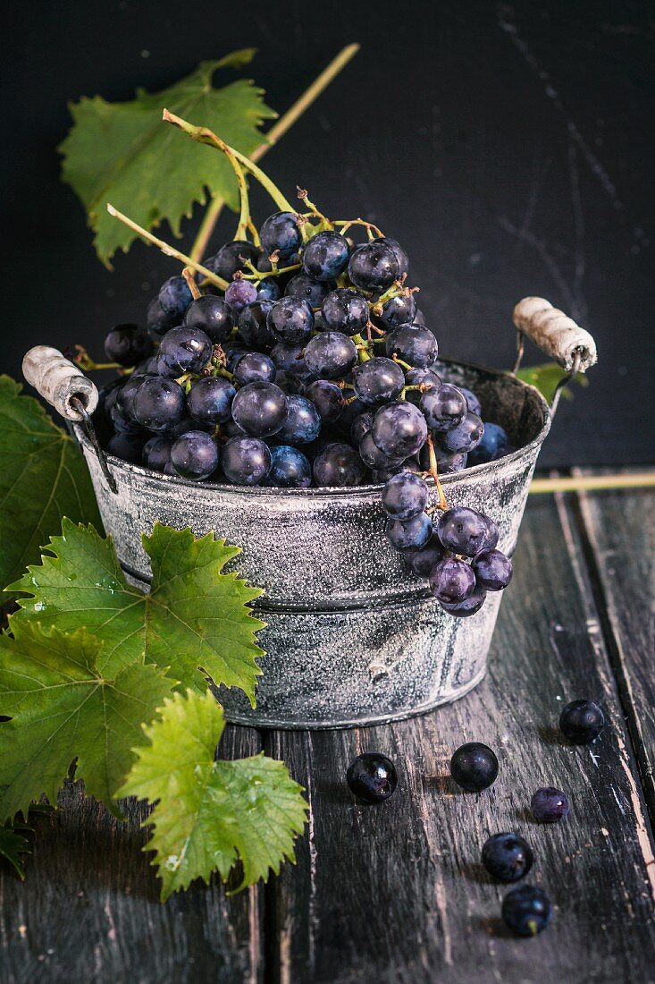 Blaue Trauben mit Weinlaub in einer Zinkwanne