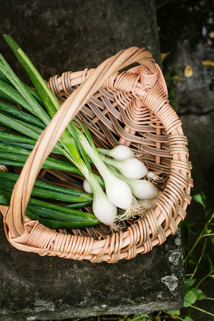 Spring onions in a basket
