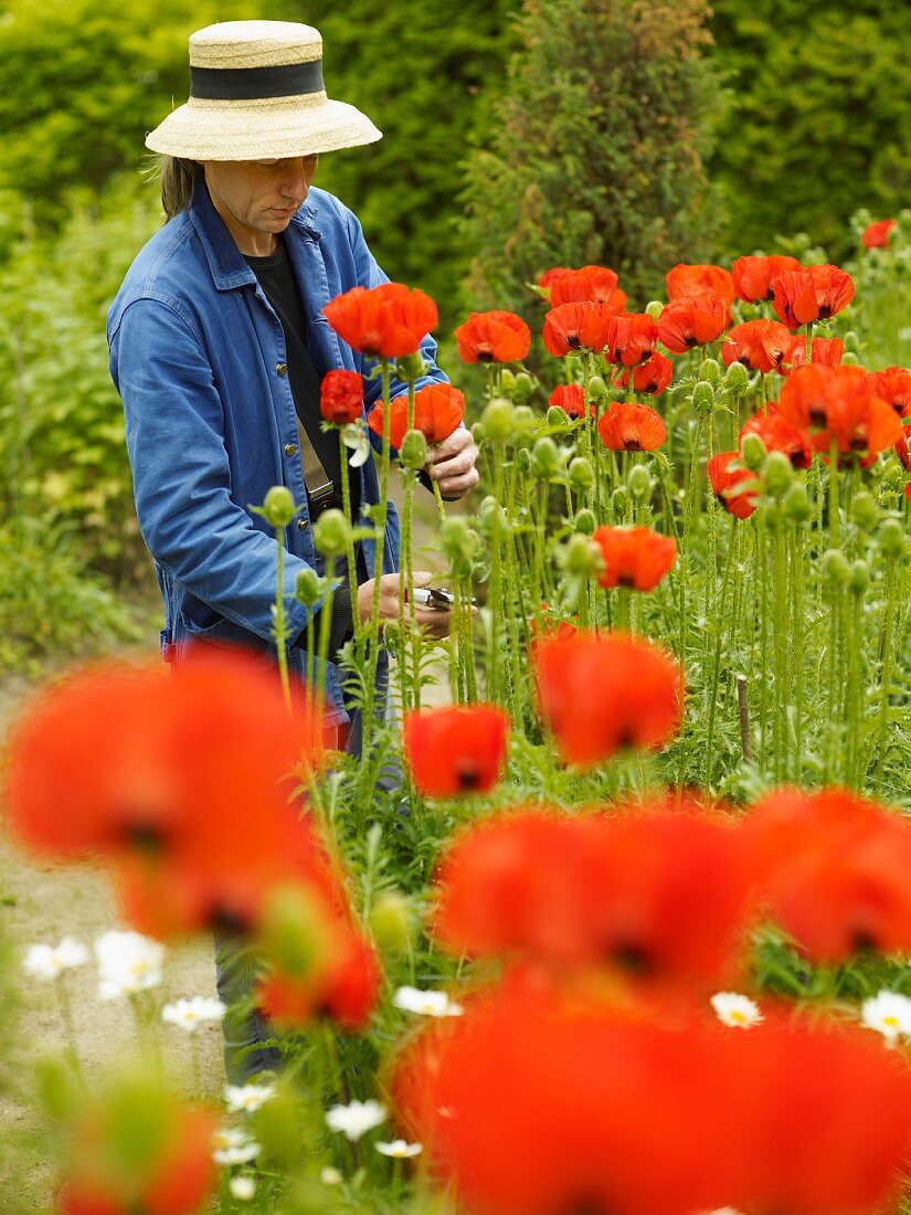 Mensch mit Strohhut vor rotem Klatschmohnfeld beim Schneiden einzelner Blüten