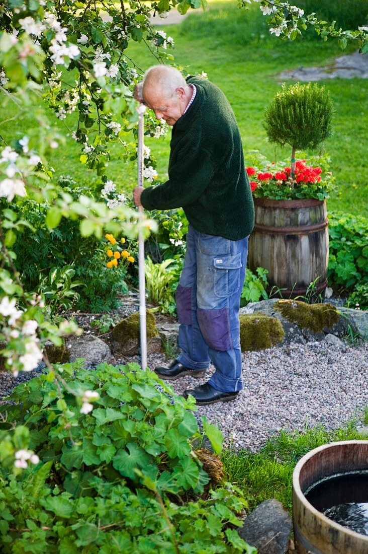 Älterer Mann beim Harken einer Kiesfläche unter blühendem Obstbaum