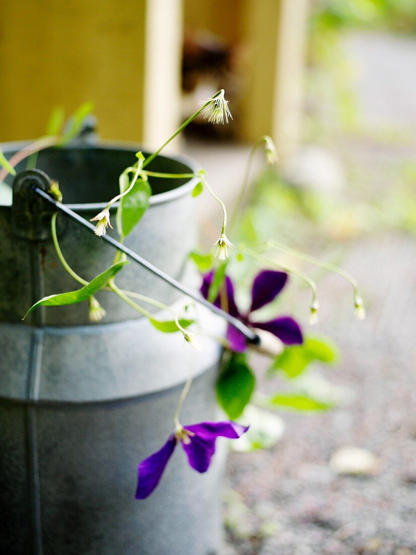 Flowers in a milk can in a garden, Sweden