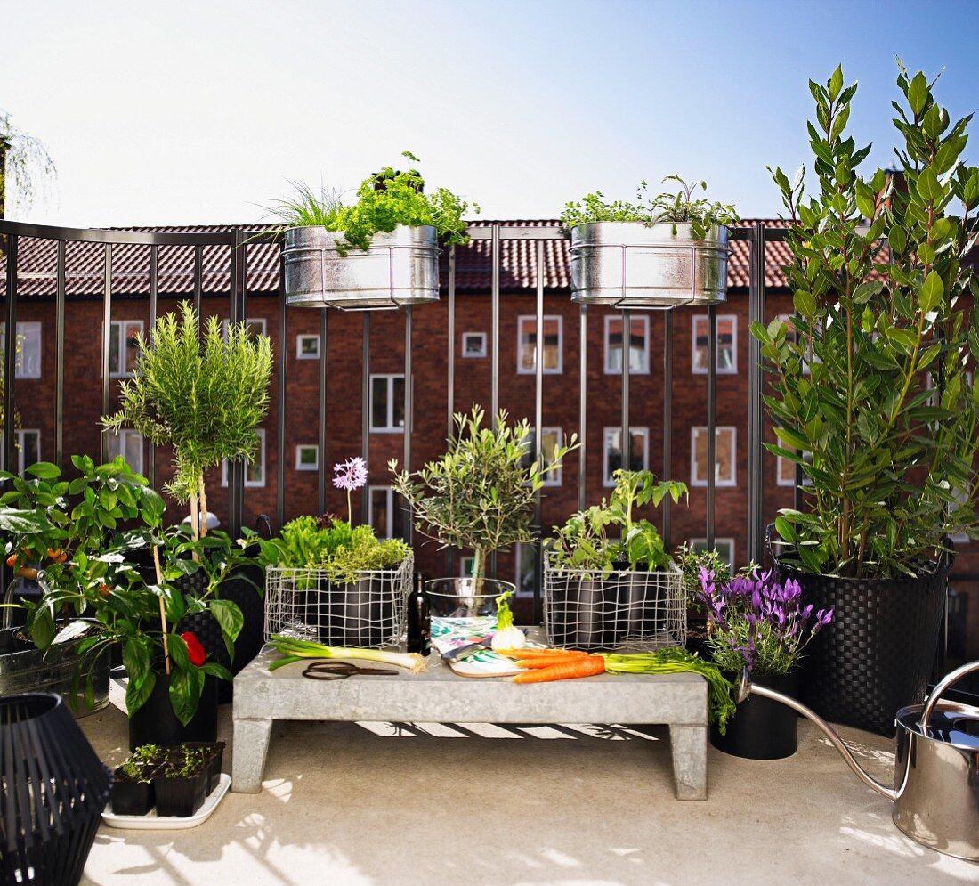 Grünpflanzen in Töpfen auf einem Balkon mit Blick auf Wohnhausfassade