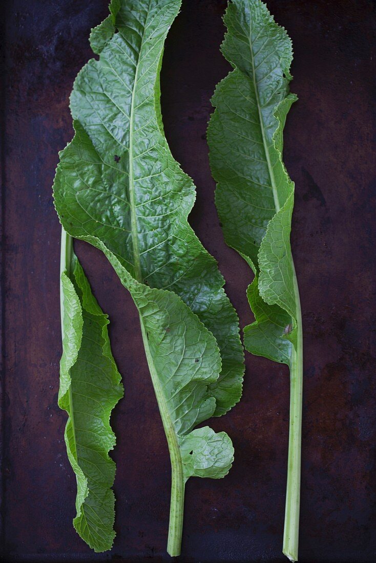 Horsradish leaves