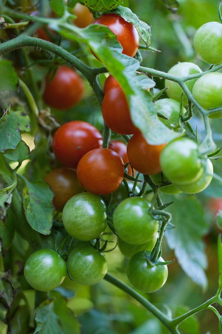 Cherry tomatoes on the plant