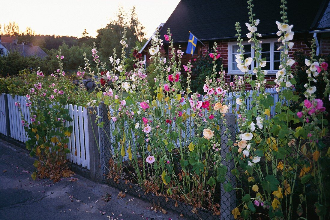 Wohnhaus mit sommerlich blühenden Vorgarten (Schweden)