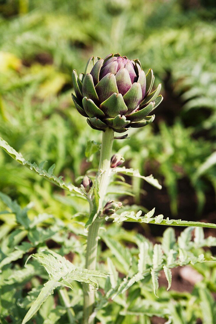 Artischocke im Garten