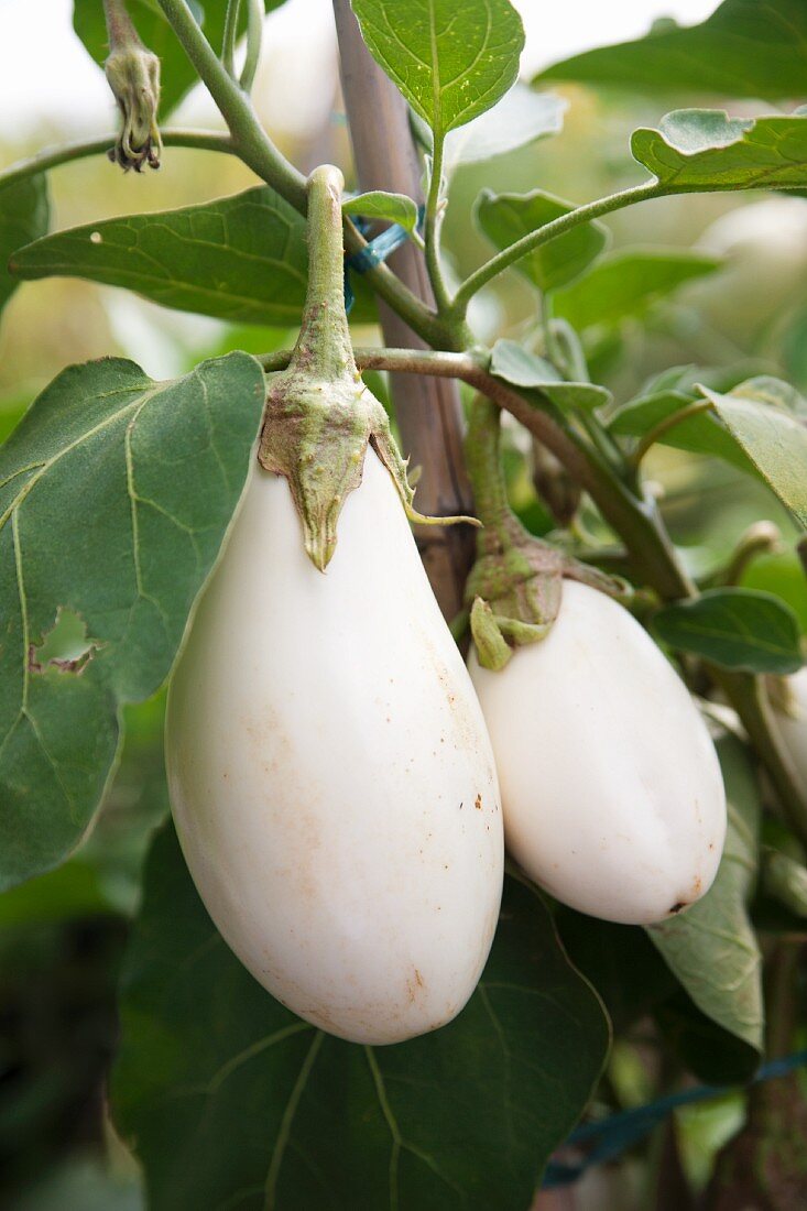 White aubergines on the plant