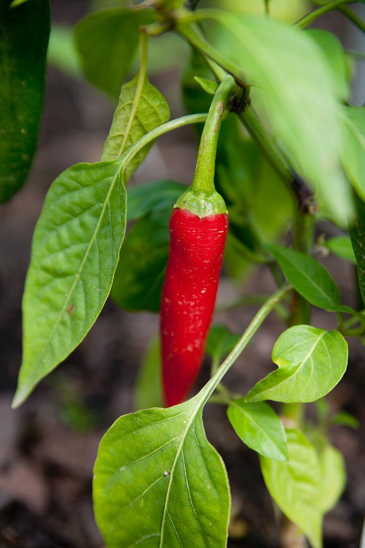 Rote Chilischote an der Pflanze im Garten