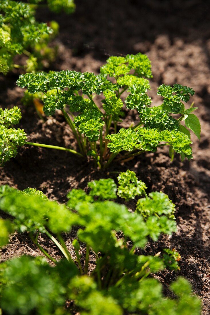 Curly parsley growing in a bed