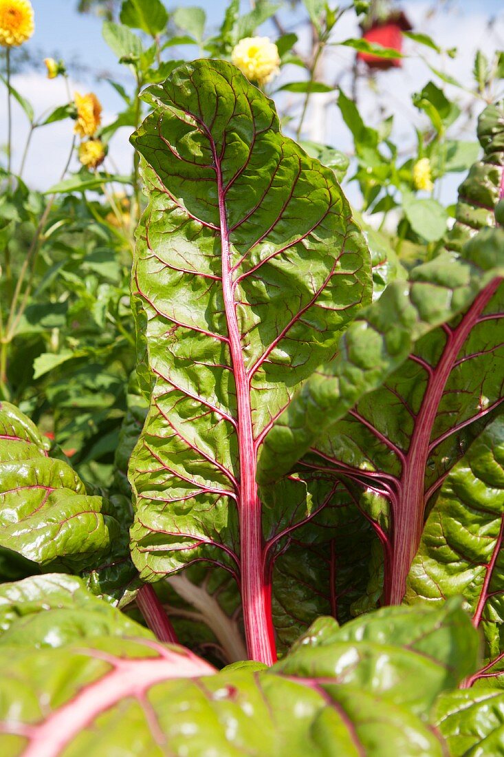 Rhubarb growing in the garden (close-up)