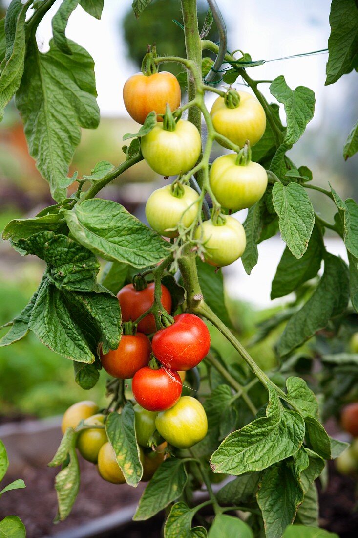 A tomato plant in the garden