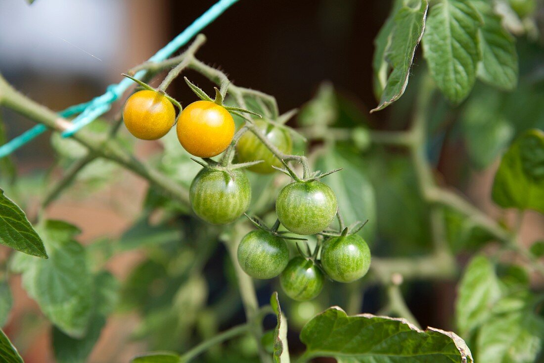Gelbe Tomaten an der Pflanze im Garten