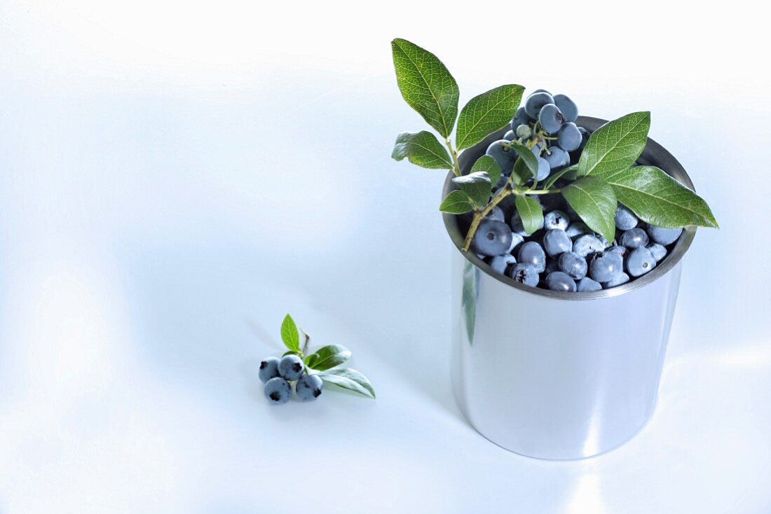 Blueberries with leaves in a metal pot