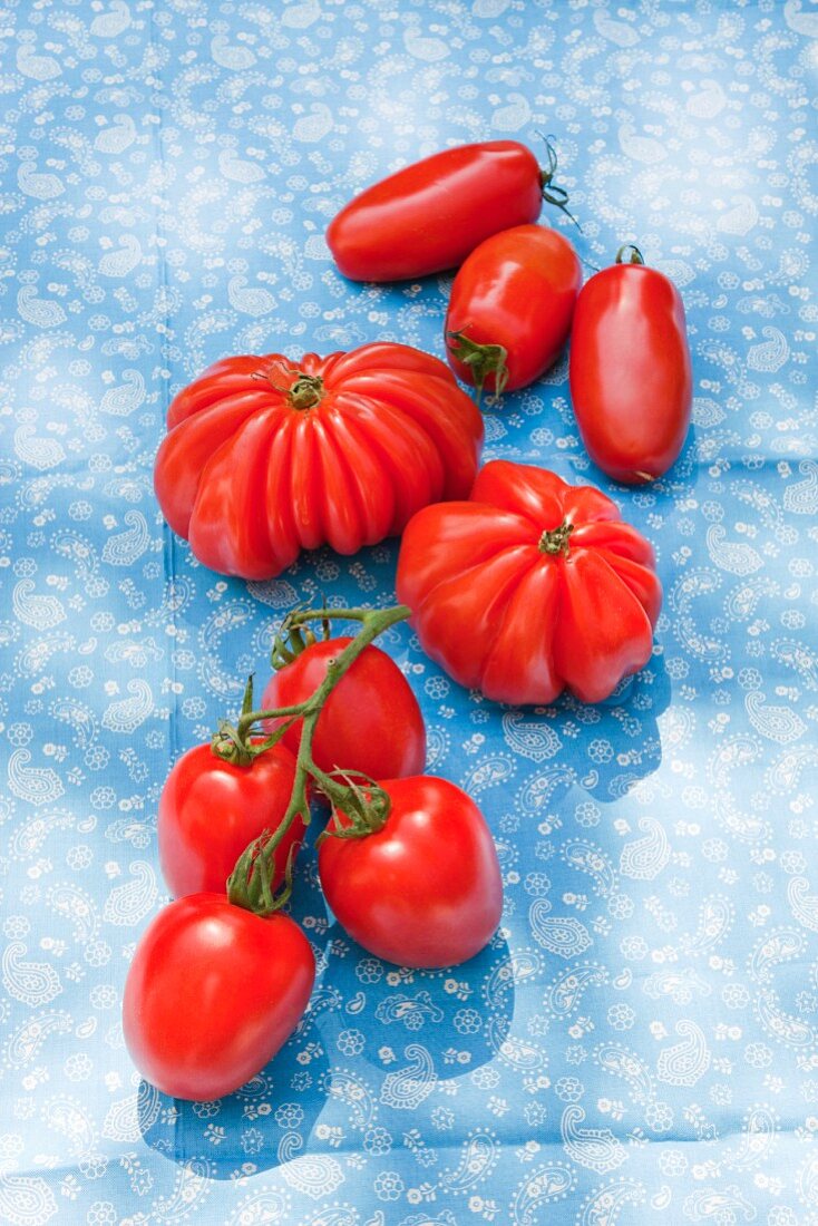 Eiertomaten, Ochsenherztomaten und Rispentomaten auf blauem Tuch im Freien