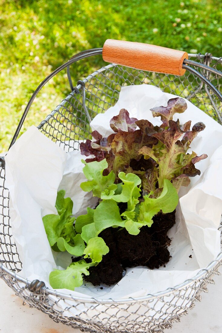 Young lettuce plants with soil (oak leaf lettuce) in a wire basket