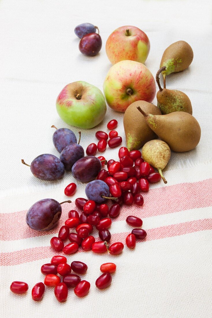 Foraged wild fruit on a table cloth: plums, apples, cornel cherries, pears