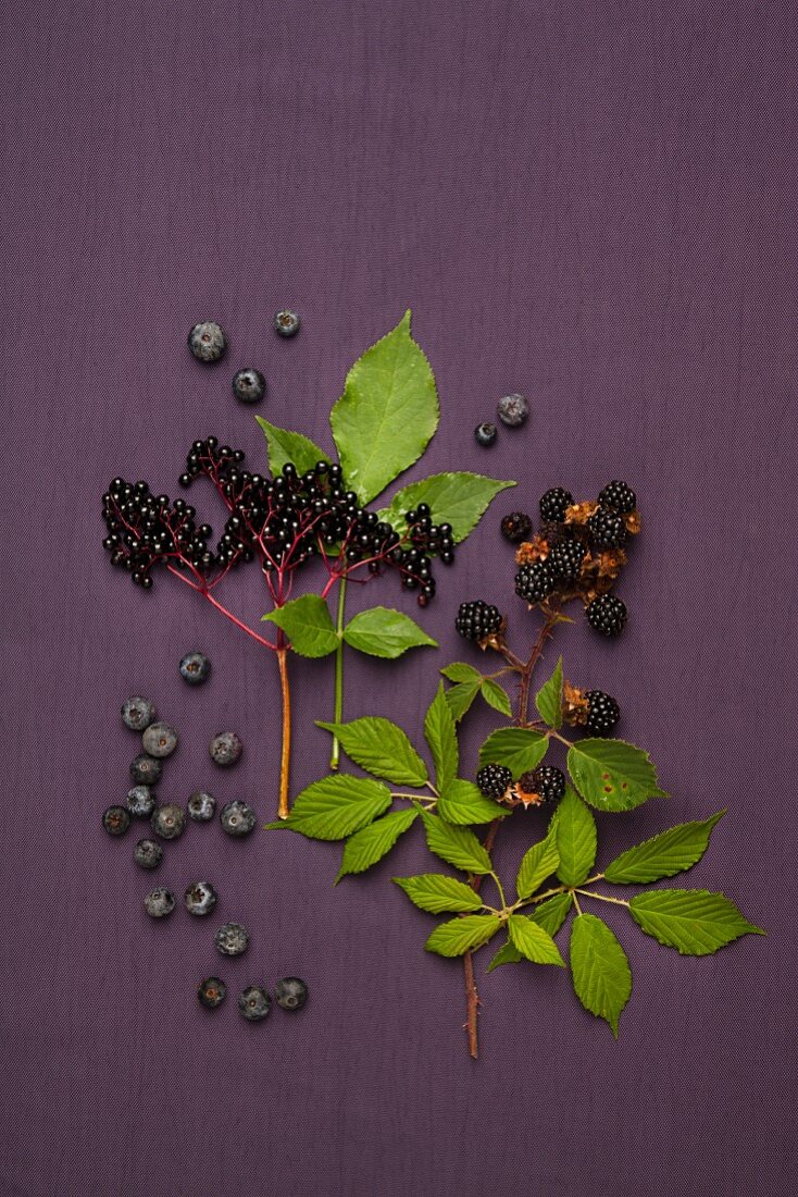 Heidelbeeren, Holunderbeeren und Brombeeren mit Zweigen und Blättern