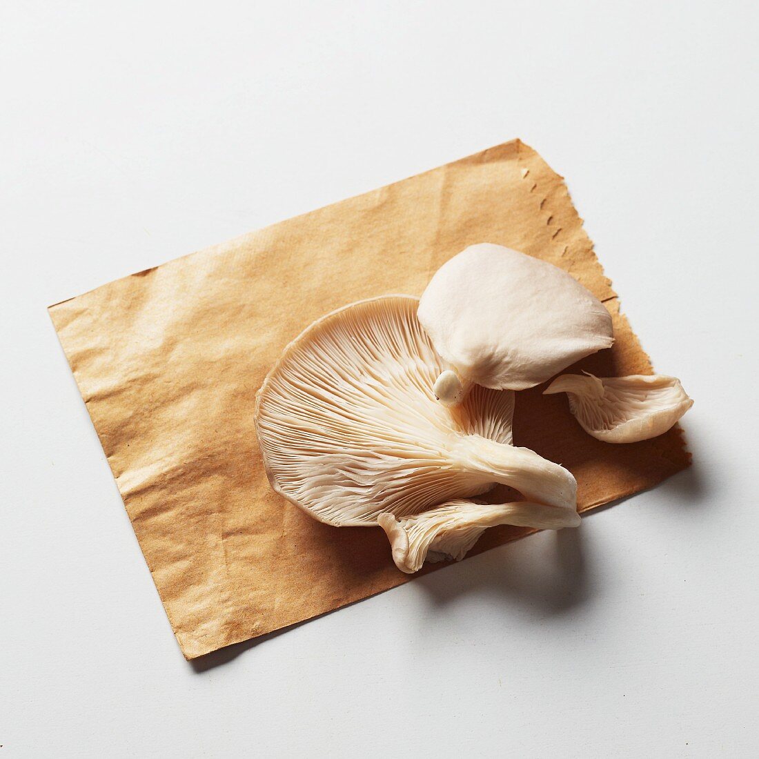 Oyster mushrooms on a brown paper bag