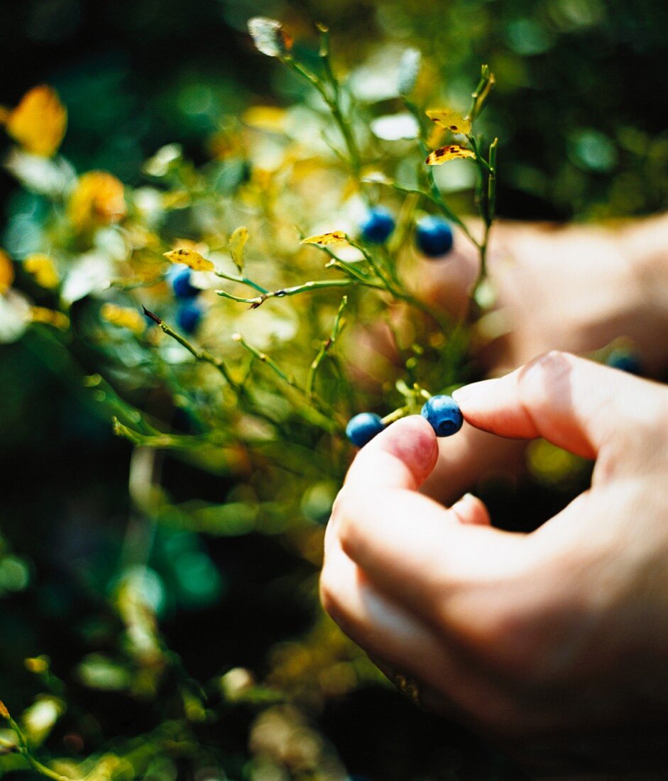 A hand picking a blueberry, close-up.
