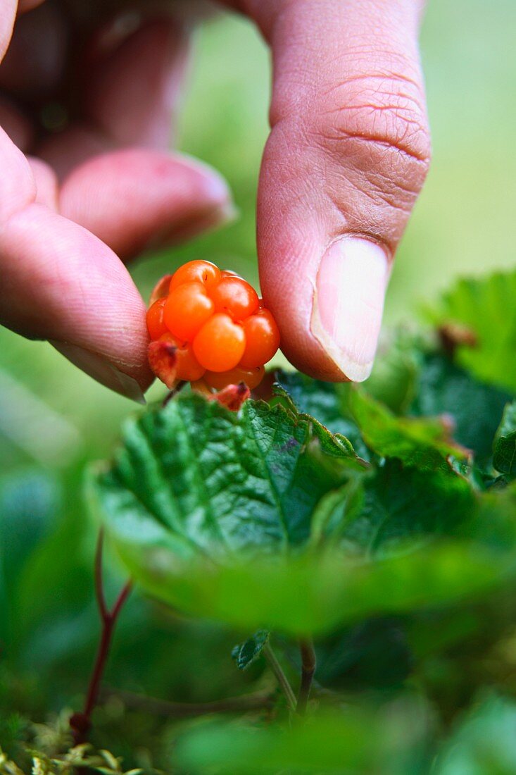 A hand picking cloudberry, Jamtland, Sweden, close-up.