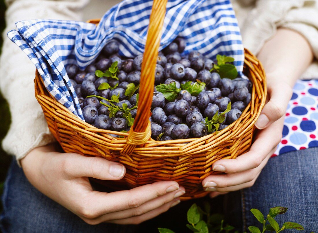 Hände halten Korb mit Blaubeeren, Schweden