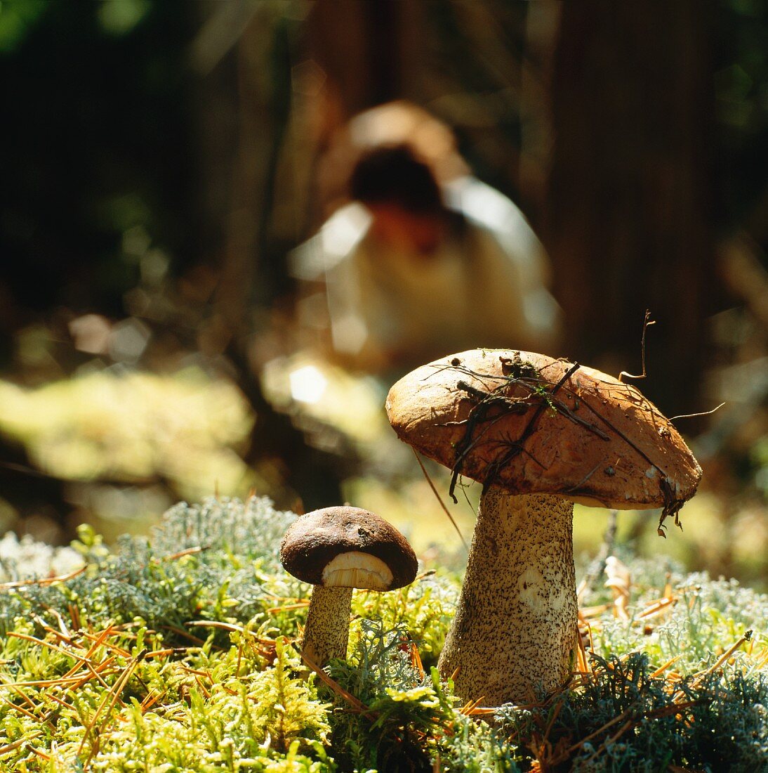 Two birch boletes in woodland