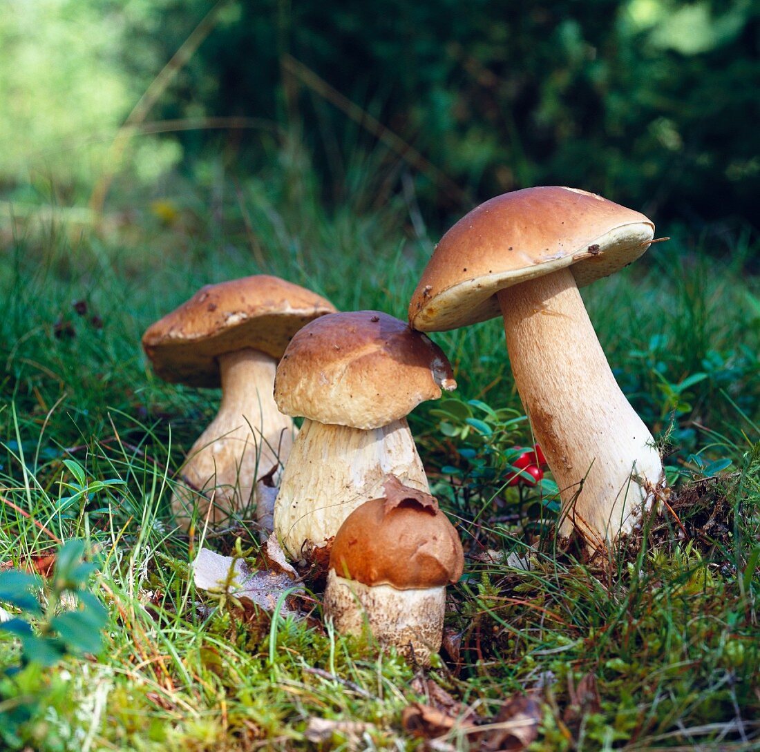 Four porcini mushrooms in woodland