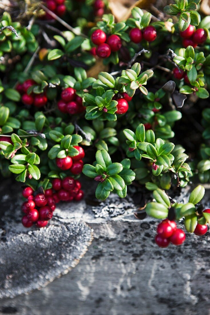 Cranberries on the bush by a stone wall
