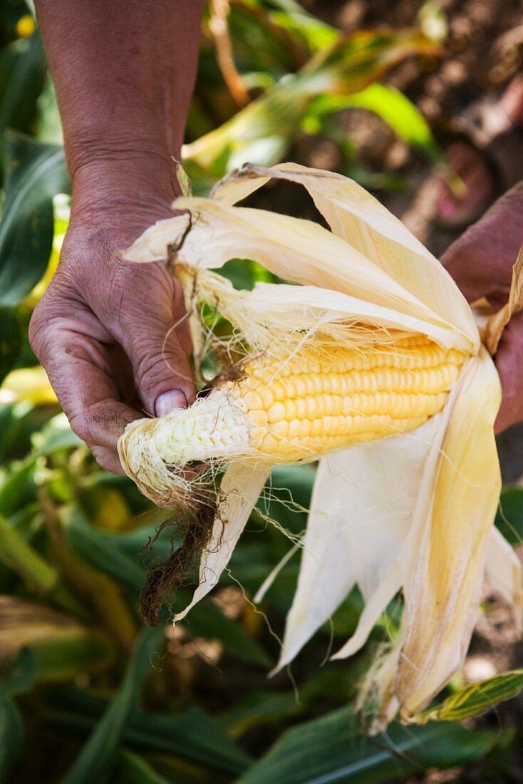 Hands holding a corn cob
