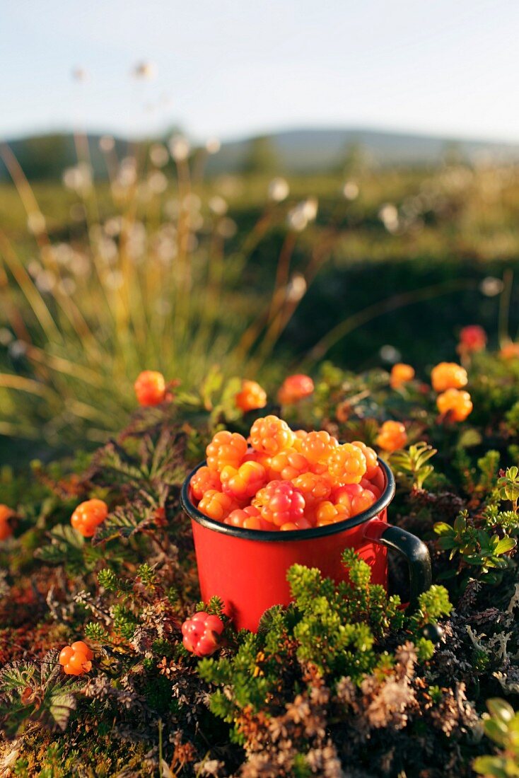 Cloudberries in a mug between bushes (Lapland)