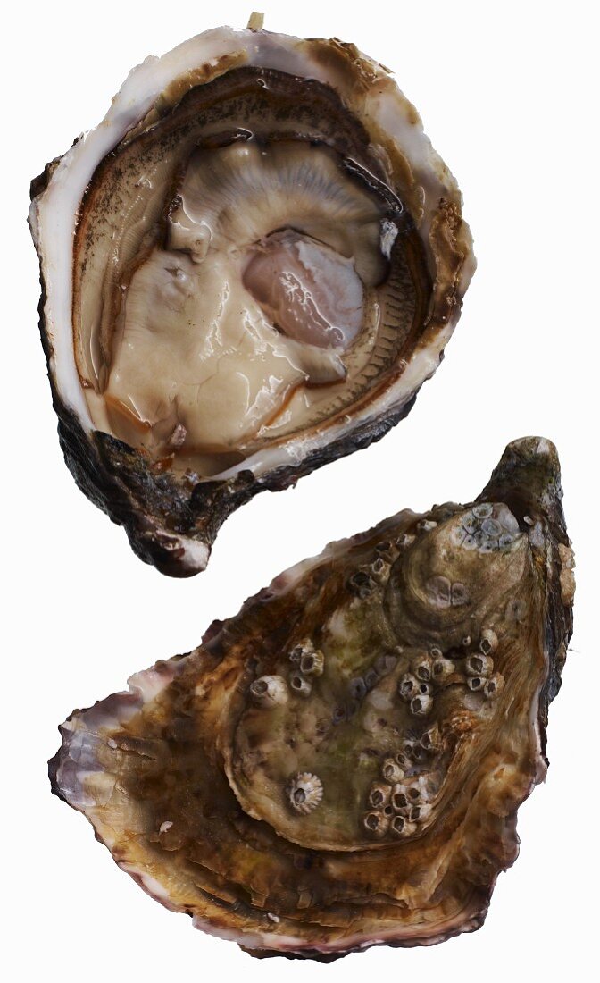 A fresh Gillardeau oyster