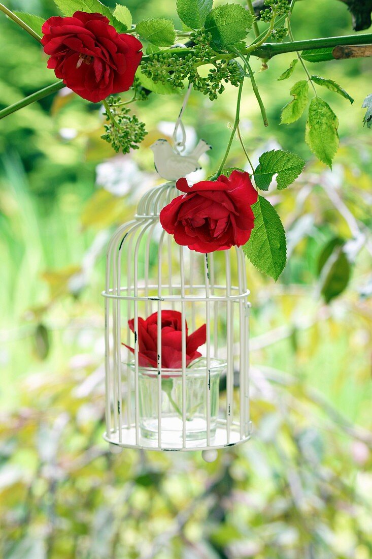 Vintage Vogelkäfig mit roten Rosen dekoriert am Baum hängend