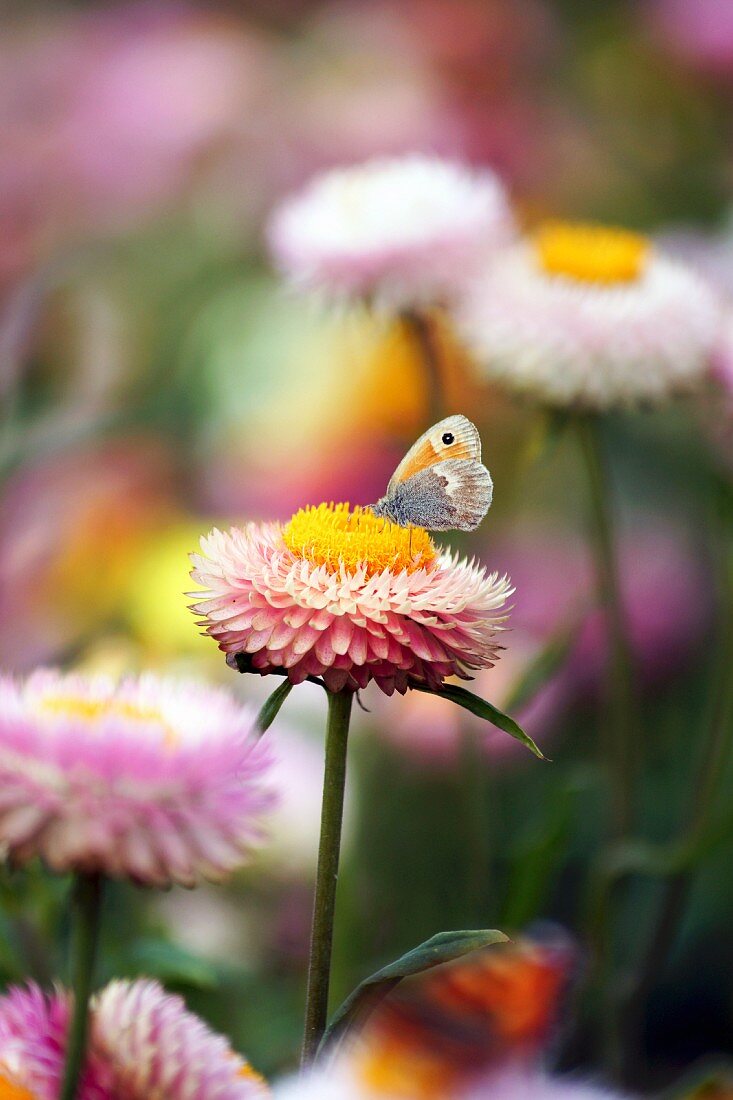 Butterfly on everlasting flower