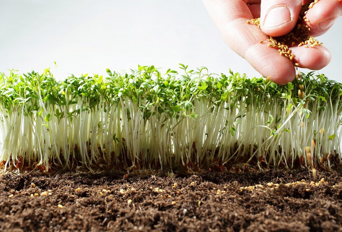 Human hand sowing seeds near cress sprouts, studio shot