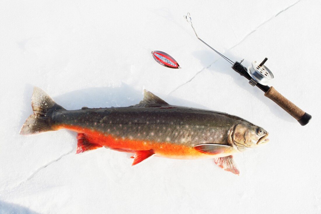 Fish and fishing rod on ice