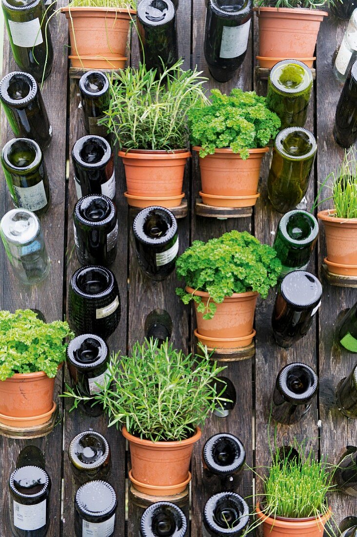 Assorted herbs in pots, and wine bottles on a wooden fence