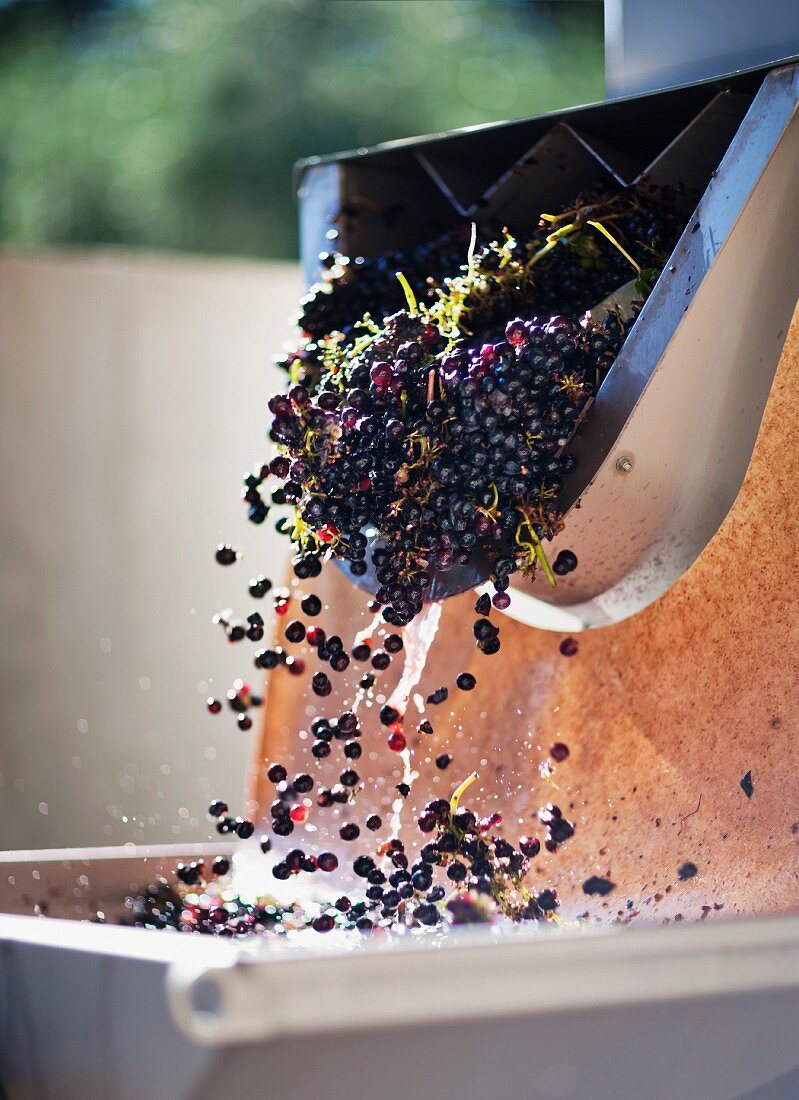 Red grapes are washed