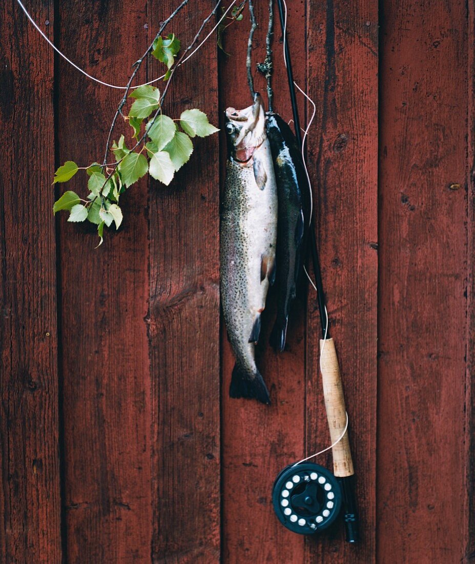 Caught fish hanging on a wall.
