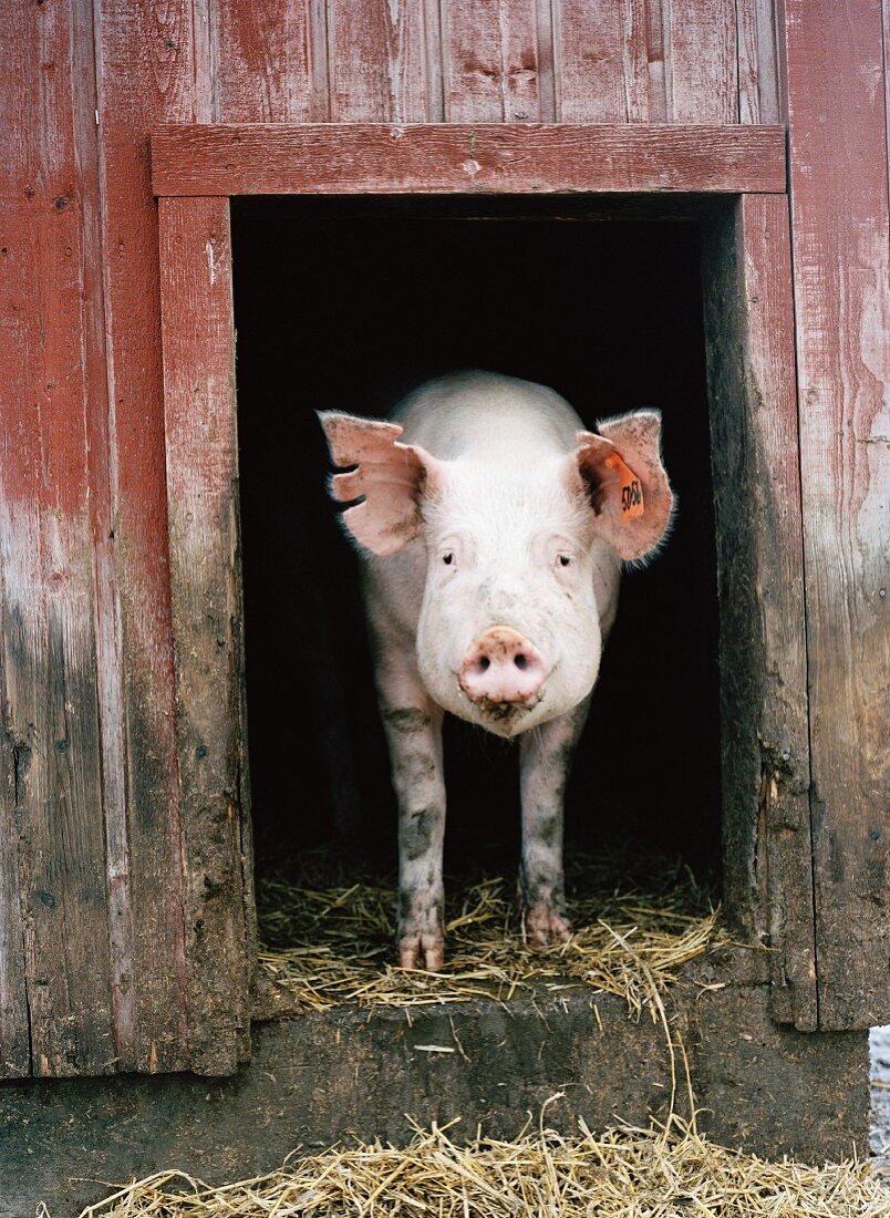 Ein Schwein schaut aus einem Stall