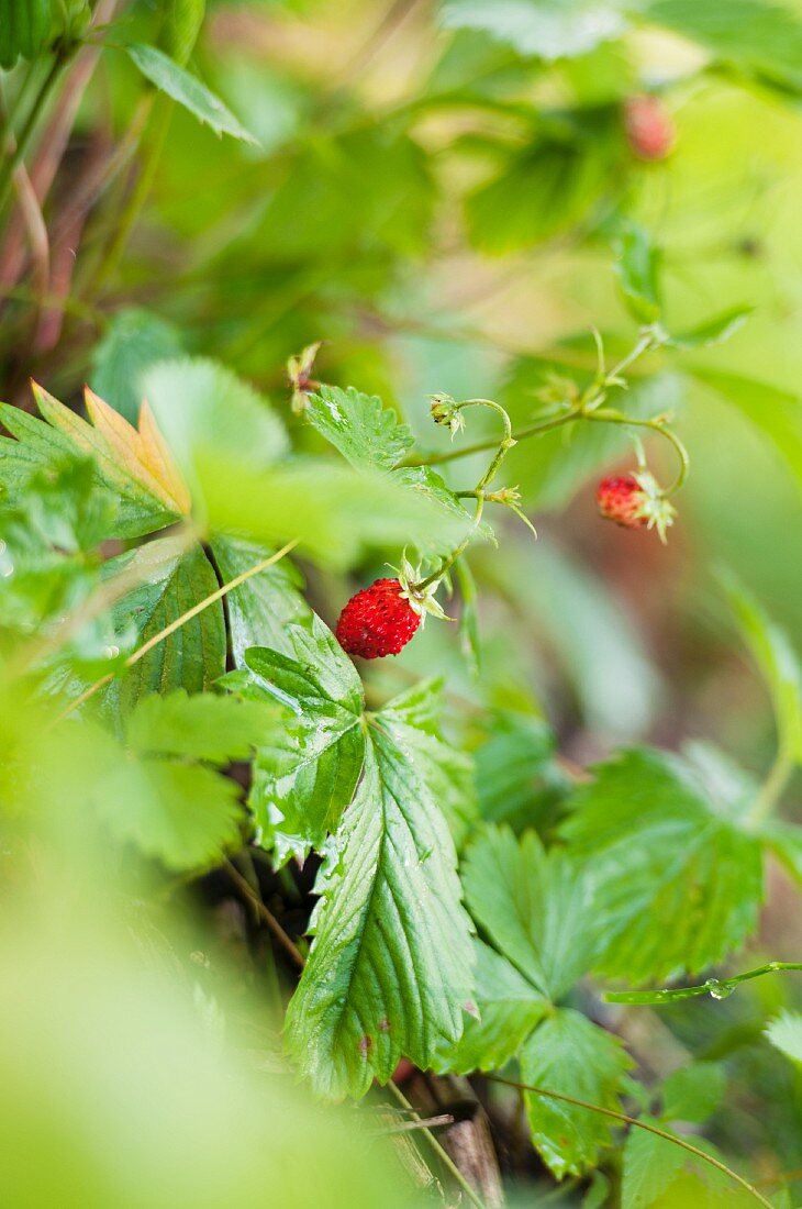 Walderdbeeren