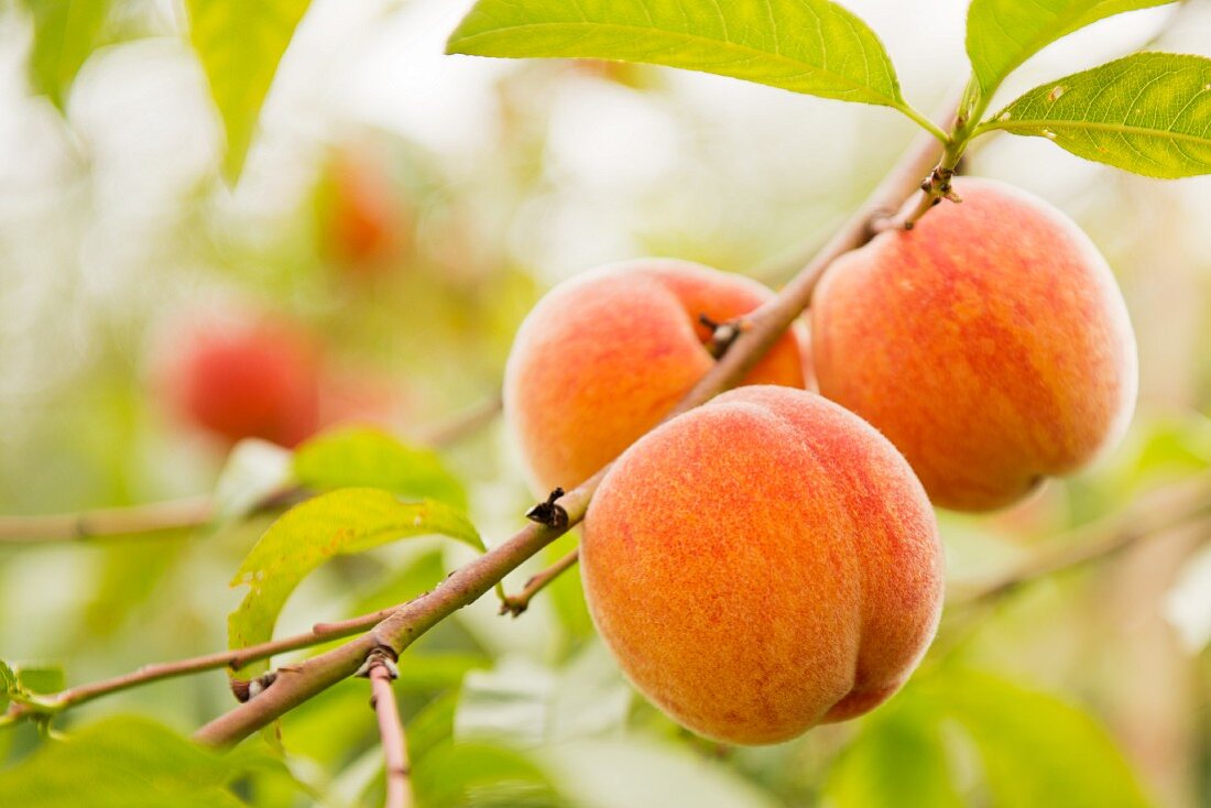 Peaches on the tree