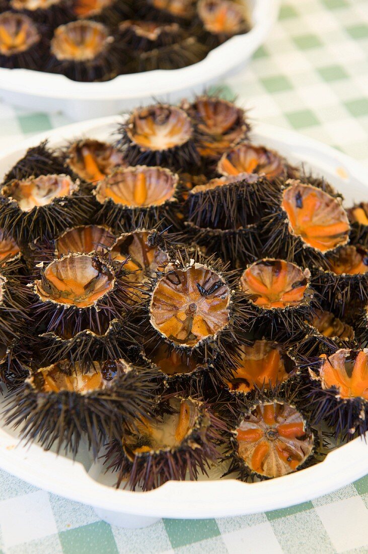 Fresh sea urchin stand , Forcatella, Apulia, Italy
