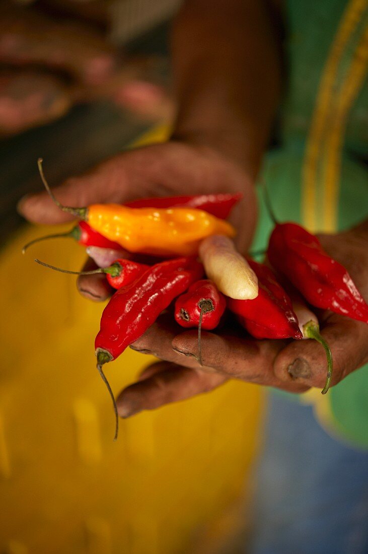 Hands holding whole chillies