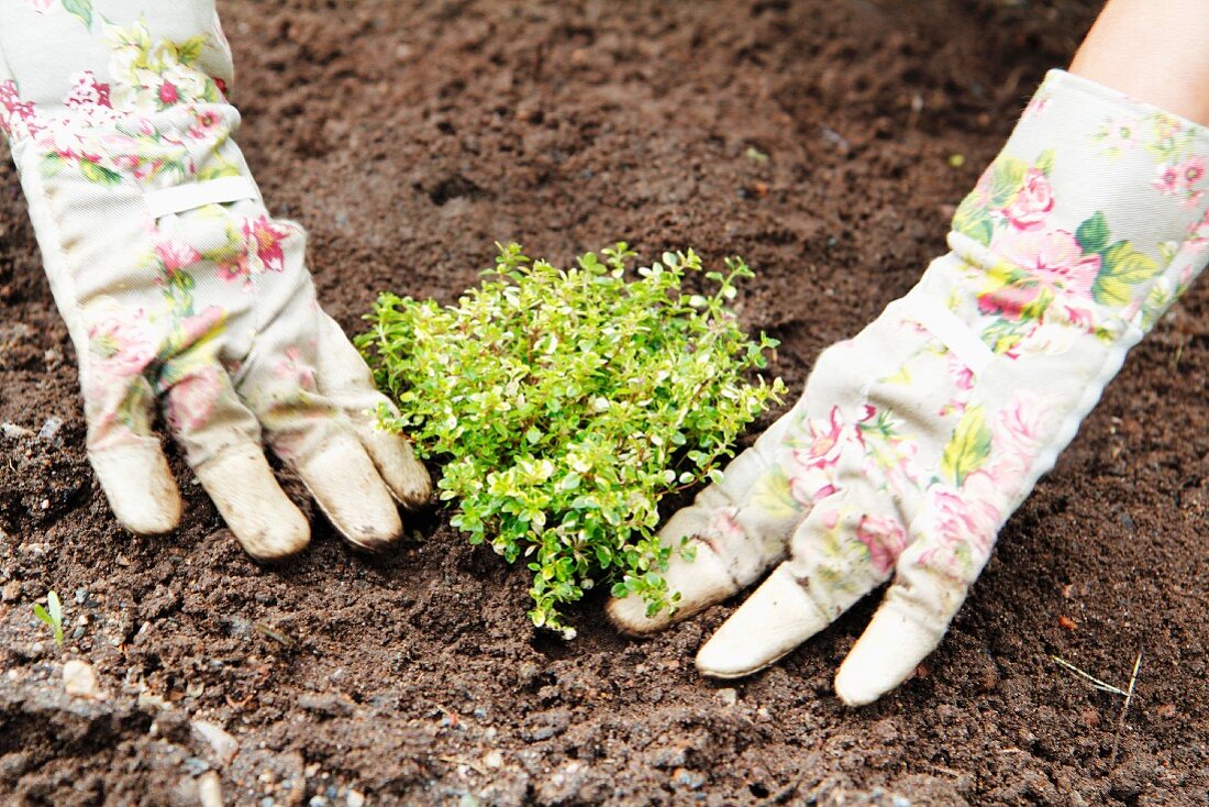 Planting thyme