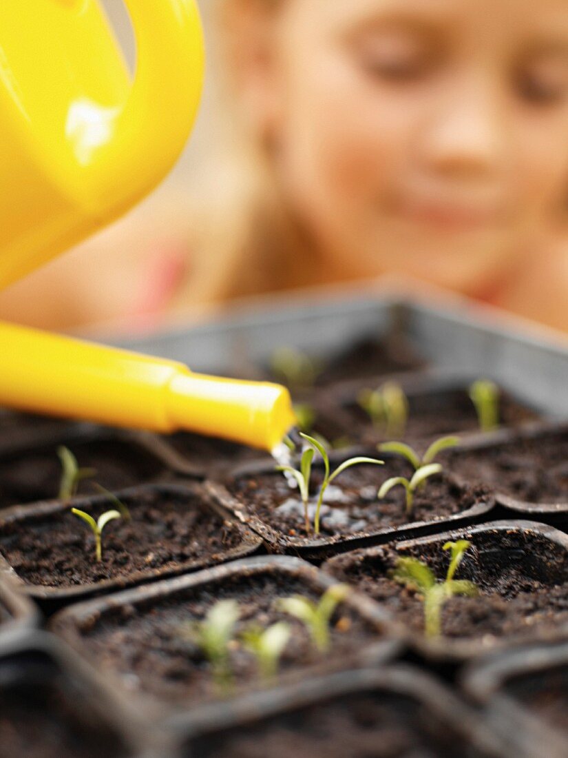 Watering seedlings in pots