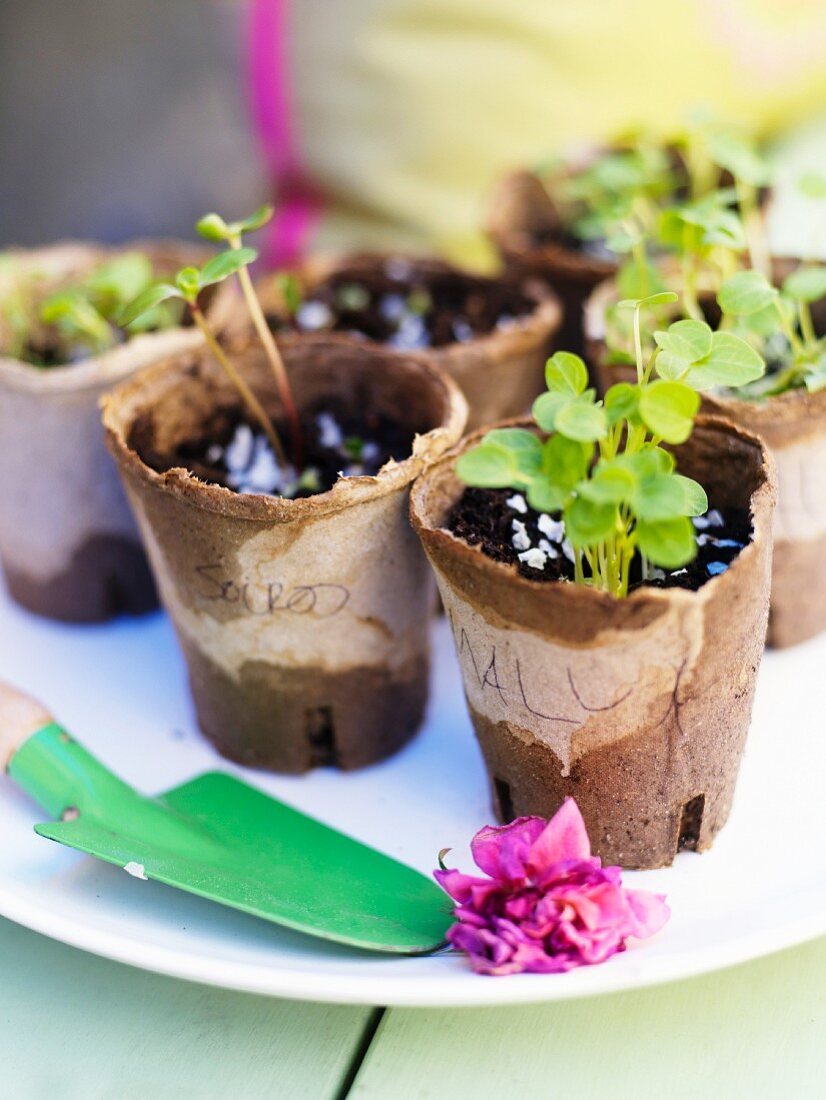 Seedlings in cardboard pots