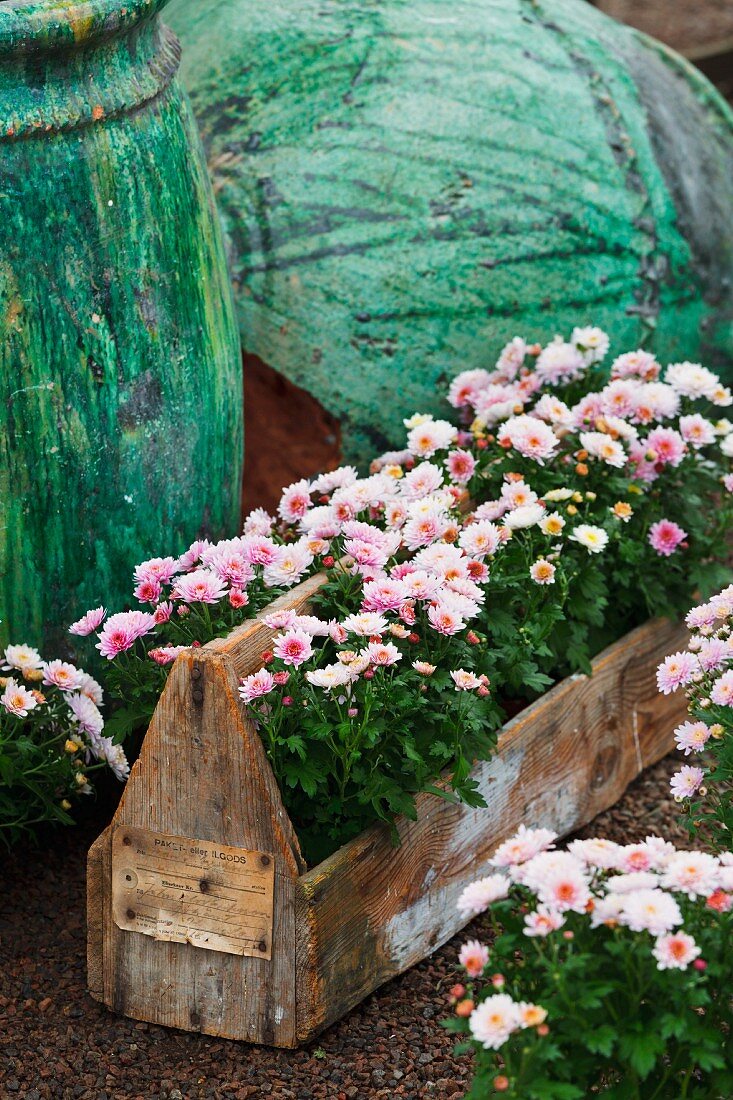 Rosafarbene Chrysanthemen in Blumenkasten aus Holz