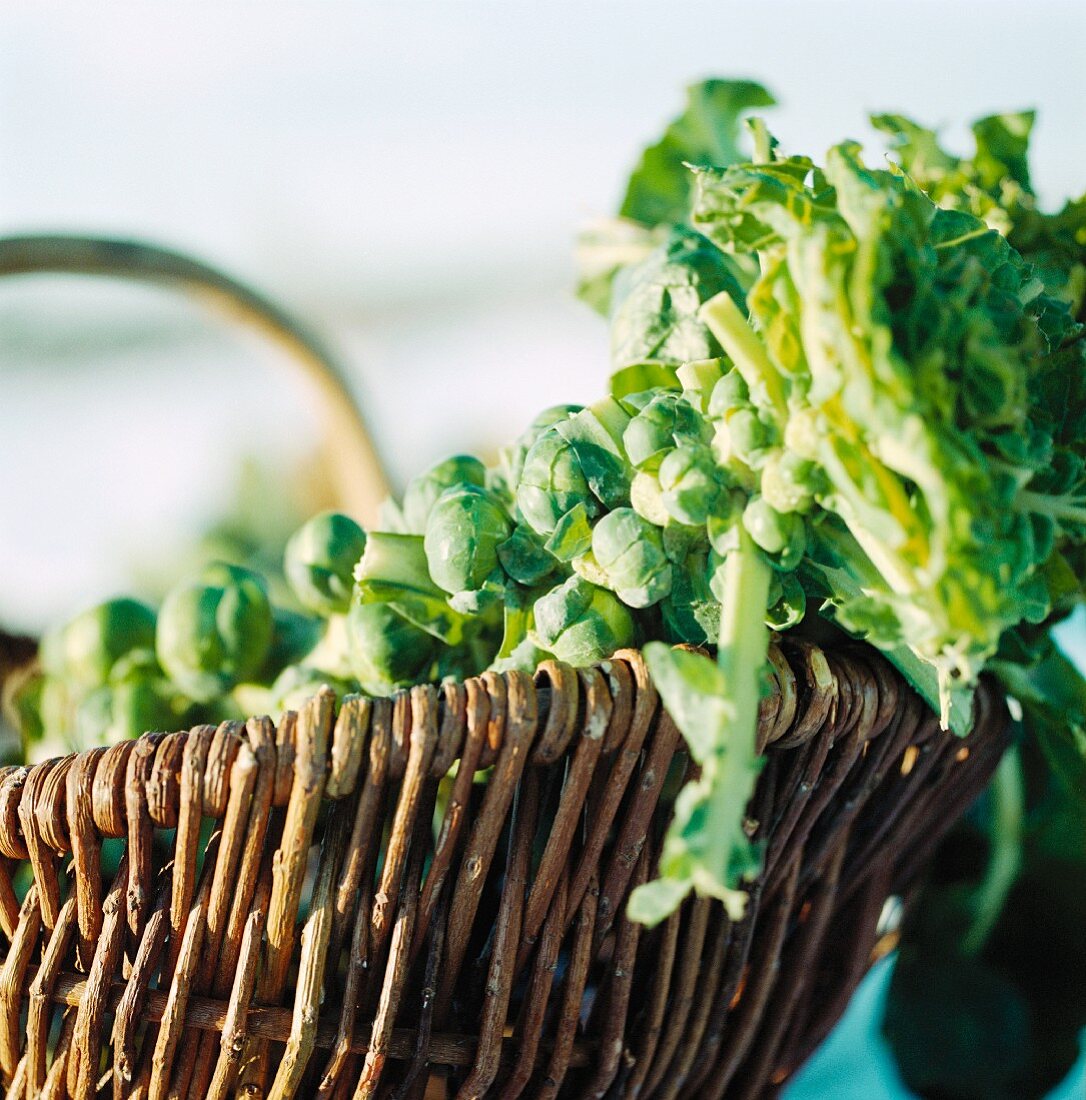Brussels sprouts on the stalk in a willow basket