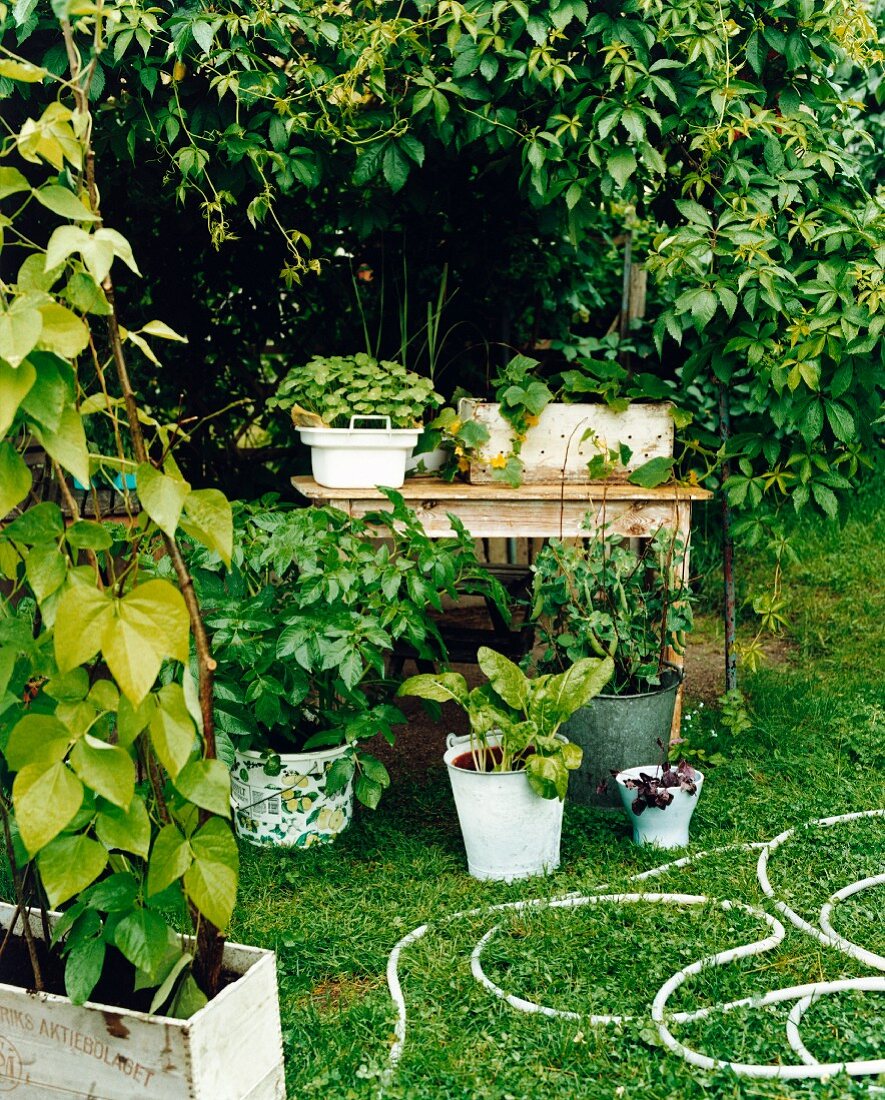 Plants in pots in a garden