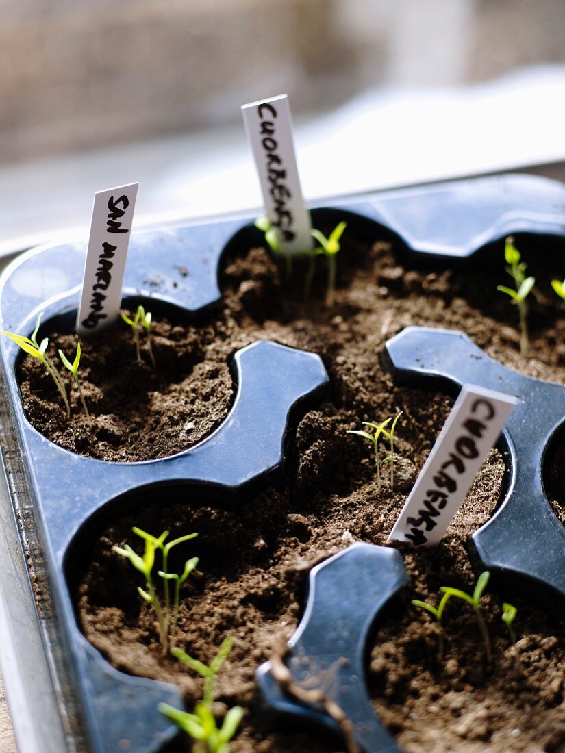 Vegetable seedlings in plastic container